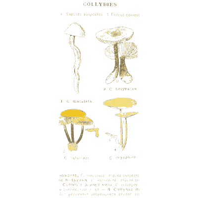 Velvet shank mushrooms - Atlas des Champignons Comestibles et Veneneux - 1895