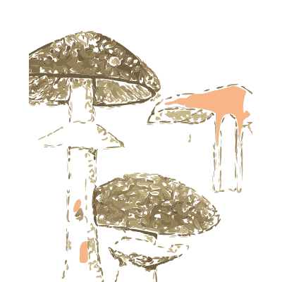 Wood mushrooms - Atlas des Champignons Comestibles et Veneneux - 1895