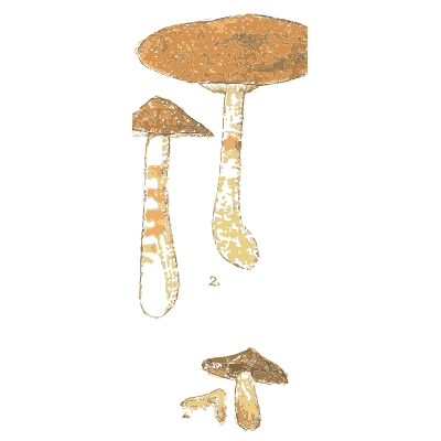 Webcap mushrooms 02 - Atlas des Champignons Comestibles et Veneneux - 1895