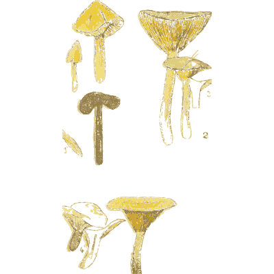 Waxcap mushrooms 02 - Atlas des Champignons Comestibles et Veneneux - 1895