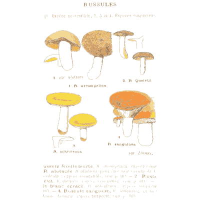 Brittlegill mushrooms 02 - Atlas des Champignons Comestibles et Veneneux - 1895