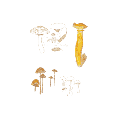 Clitopilus and pholiota mushrooms - Atlas des Champignons Comestibles et Veneneux - 1895