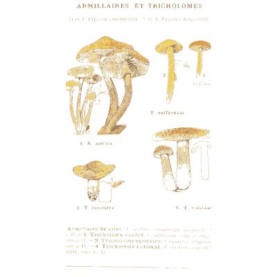 Honey fungus and tricholomas - Atlas des Champignons Comestibles et Veneneux - 1895
