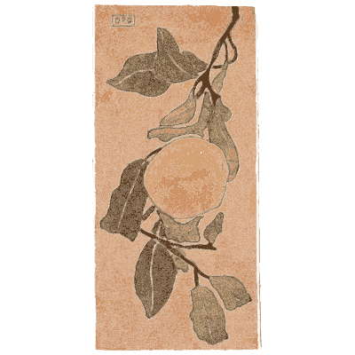 Fruiting branch study - Nature Drawing from Various Points of View - 1910