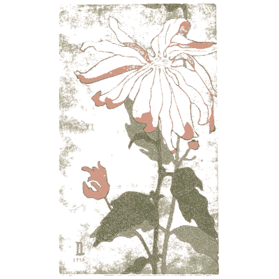 Chrysanthemum - Nature Drawing from Various Points of View - 1910