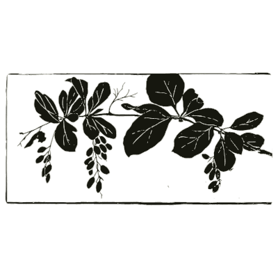 Leaf spray studies - Nature Drawing from Various Points of View - 1910