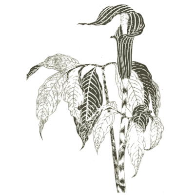 Cobra lily - Nature Drawing from Various Points of View - 1910