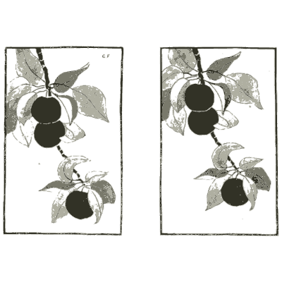Fruiting branch studies - Nature Drawing from Various Points of View - 1910