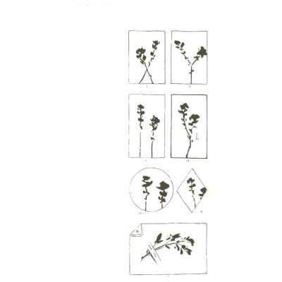 Sprig studies - Nature Drawing from Various Points of View - 1910