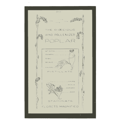 Poplar florets chart - Nature Drawing from Various Points of View - 1910