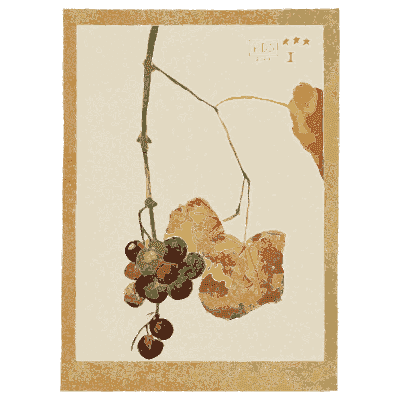 Wild grapes - Nature Drawing from Various Points of View - 1910