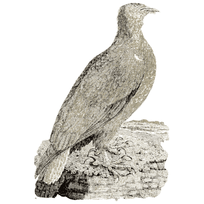 Eagle perched on a rock - A History of British Birds - 1809