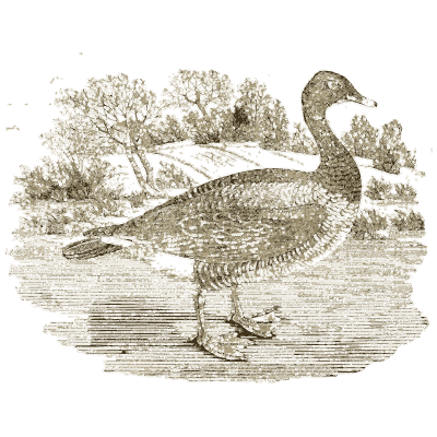 Bird 04 - A History of British Birds - 1809