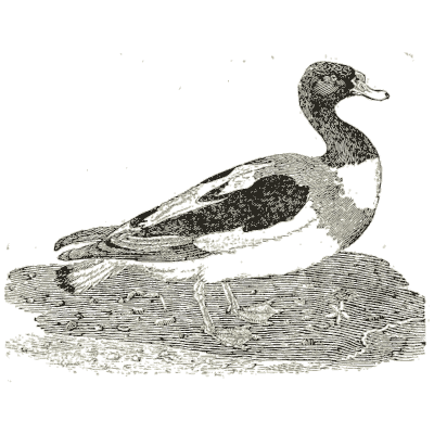 Shelduck - History of British Birds, Volume 2 - 1804