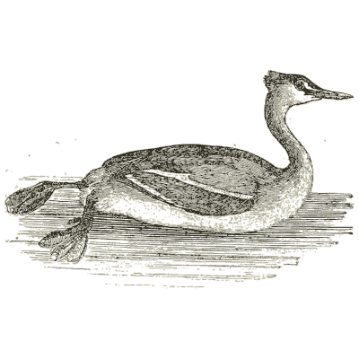 Great crested grebe - History of British Birds, Volume 2 - 1804