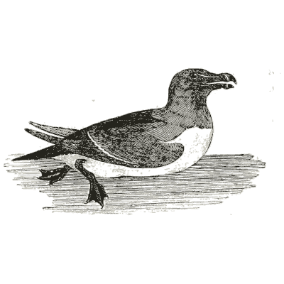 Razorbill on the water 02 - History of British Birds, Volume 2 - 1804