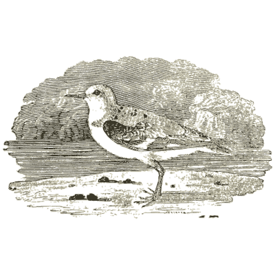Sandpiper by the water - History of British Birds, Volume 2 - 1804