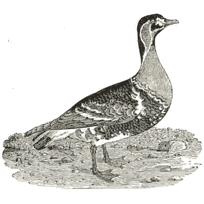 Red-breasted goose - History of British Birds, Volume 2 - 1804