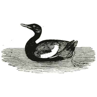 Black guillemot on the water 02 - History of British Birds, Volume 2 - 1804