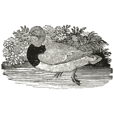 Duck among plants - History of British Birds, Volume 2 - 1804