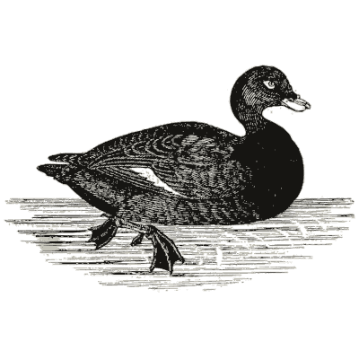 Black scoter duck - History of British Birds, Volume 2 - 1804