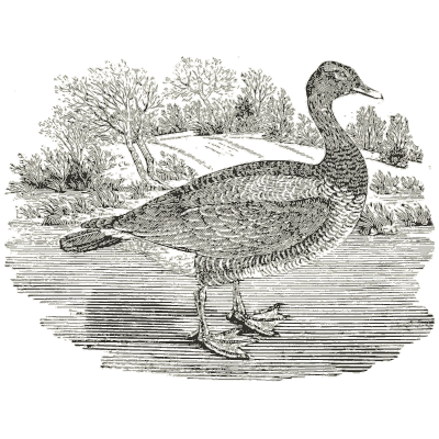 Goose on the shore 02 - History of British Birds, Volume 2 - 1804