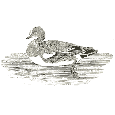 Duck on the water 02 - History of British Birds, Volume 2 - 1804