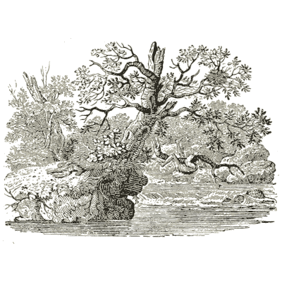 Tree stump on a riverbank - History of British Birds, Volume 2 - 1804