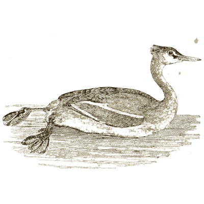 Great crested grebe swimming - A History of British Birds - 1809