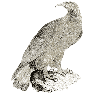 Eagle on a rock - A History of British Birds - 1809