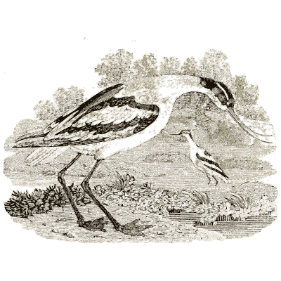 Avocet at the water edge - A History of British Birds - 1809