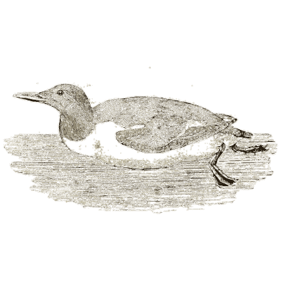 Guillemot on the water - A History of British Birds - 1809