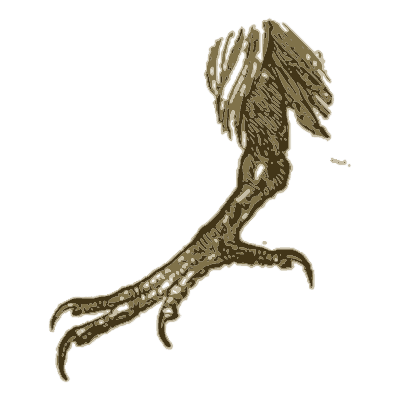 Bird foot study - A History of British Birds - 1809