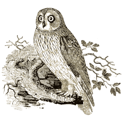 Owl on a branch - A History of British Birds - 1809
