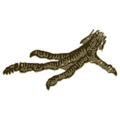 Bird foot with spread toes - A History of British Birds - 1809