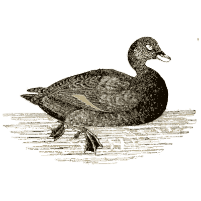 Bird 06 - A History of British Birds - 1809