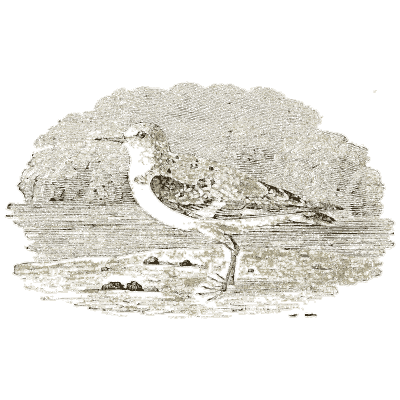 Wading bird on a shore - A History of British Birds - 1809
