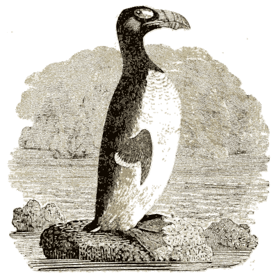 Great auk on a rock - A History of British Birds - 1809