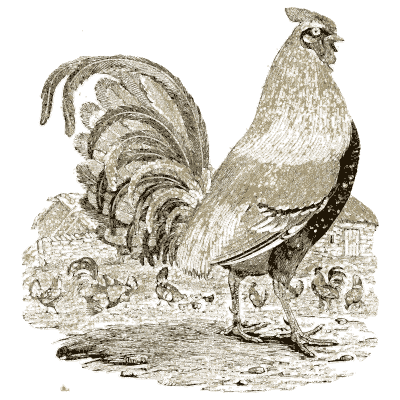 Gamecock - A History of British Birds - 1809