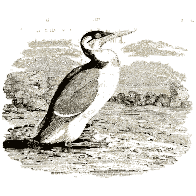 Cormorant on a shore - A History of British Birds - 1809