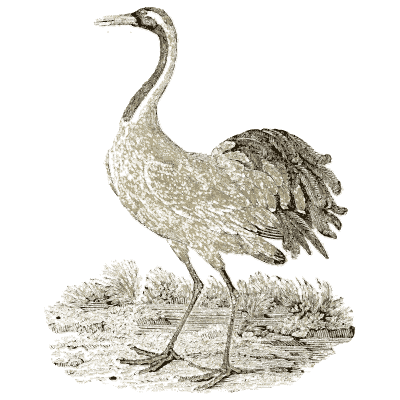 Common crane - A History of British Birds - 1809