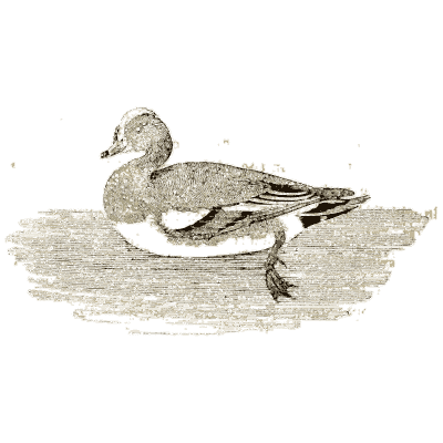 Wigeon swimming - A History of British Birds - 1809