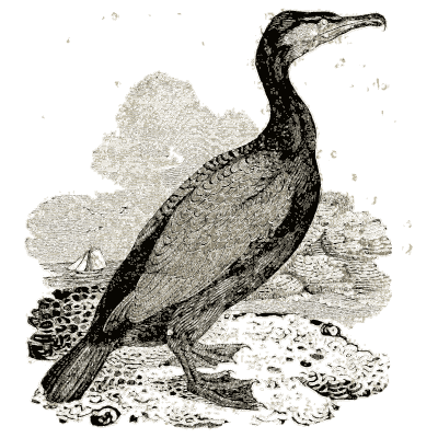 Bird 08 - A History of British Birds - 1809