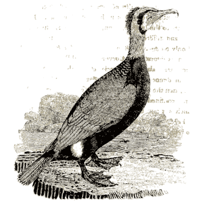 Bird 10 - A History of British Birds - 1809
