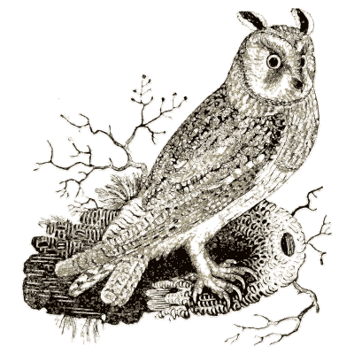 Bird 11 - A History of British Birds - 1809