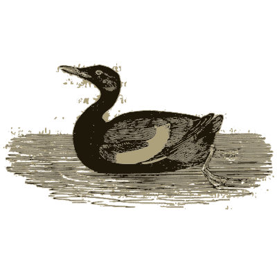 Diving duck on the water - A History of British Birds - 1809