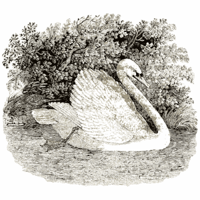 Mute swan - A History of British Birds - 1809