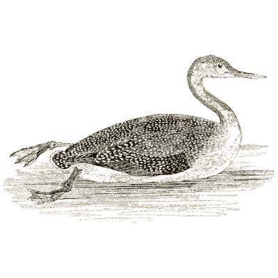 Diver swimming - A History of British Birds - 1809