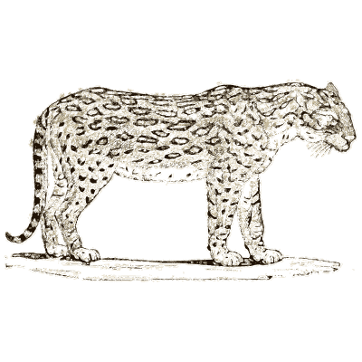 Jaguar - A General History of Quadrupeds - 1800