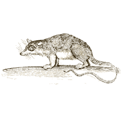 Opossum - A General History of Quadrupeds - 1800